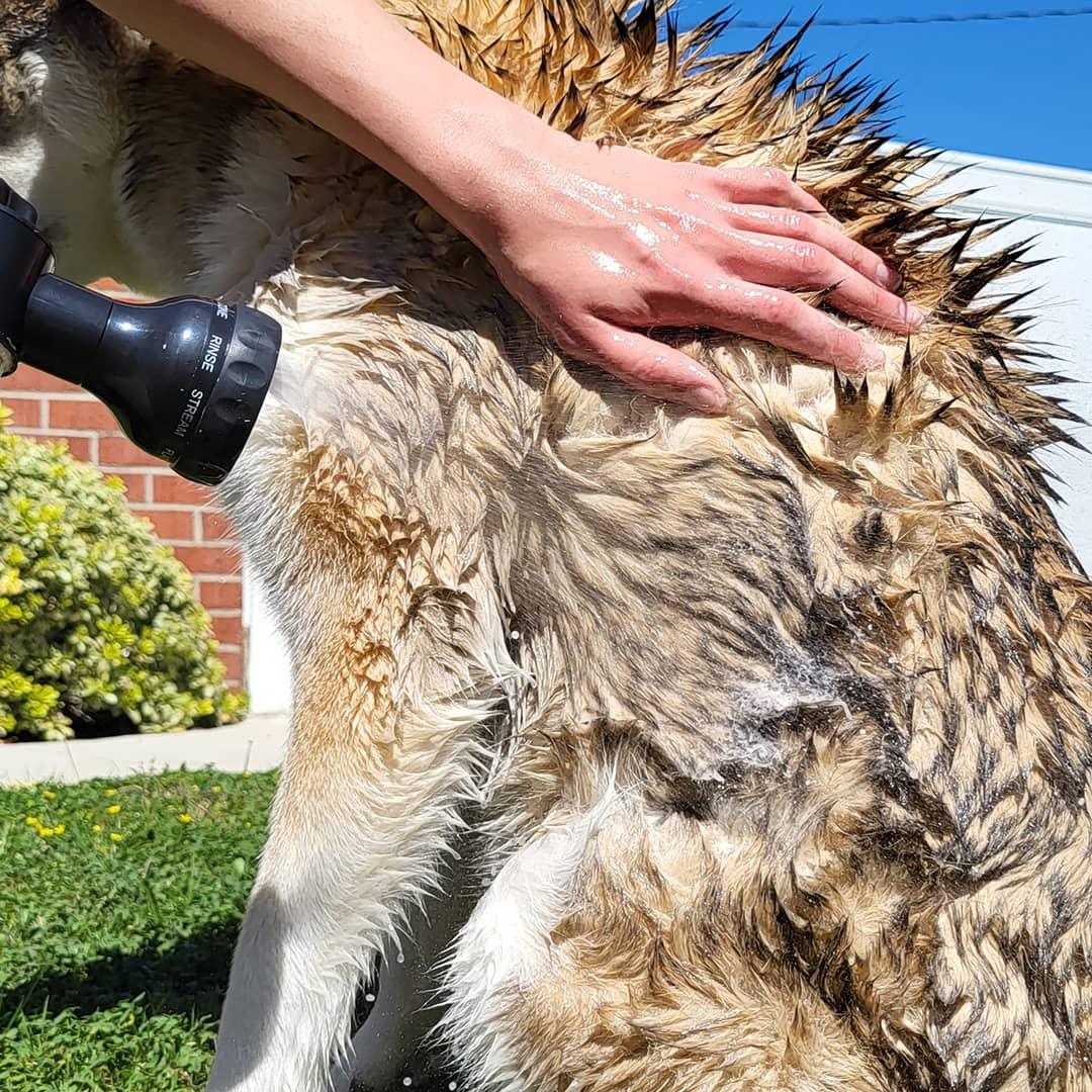 Pulverizador de Espuma Alta Pressão para Banho Pet - 8 Jatos